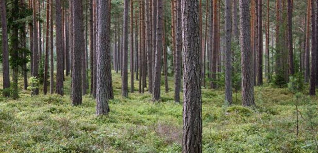 Skogsbruksplan Furuvik