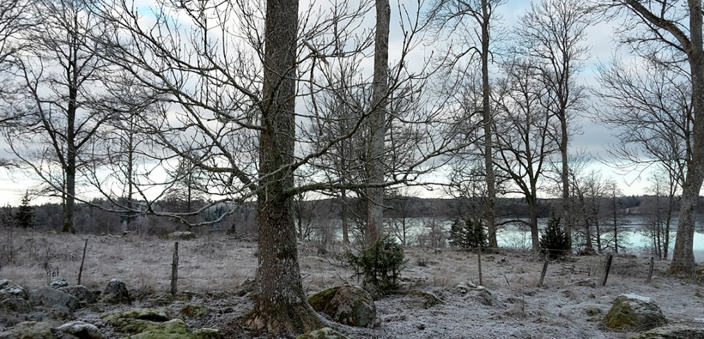 Naturskyddsföreningen